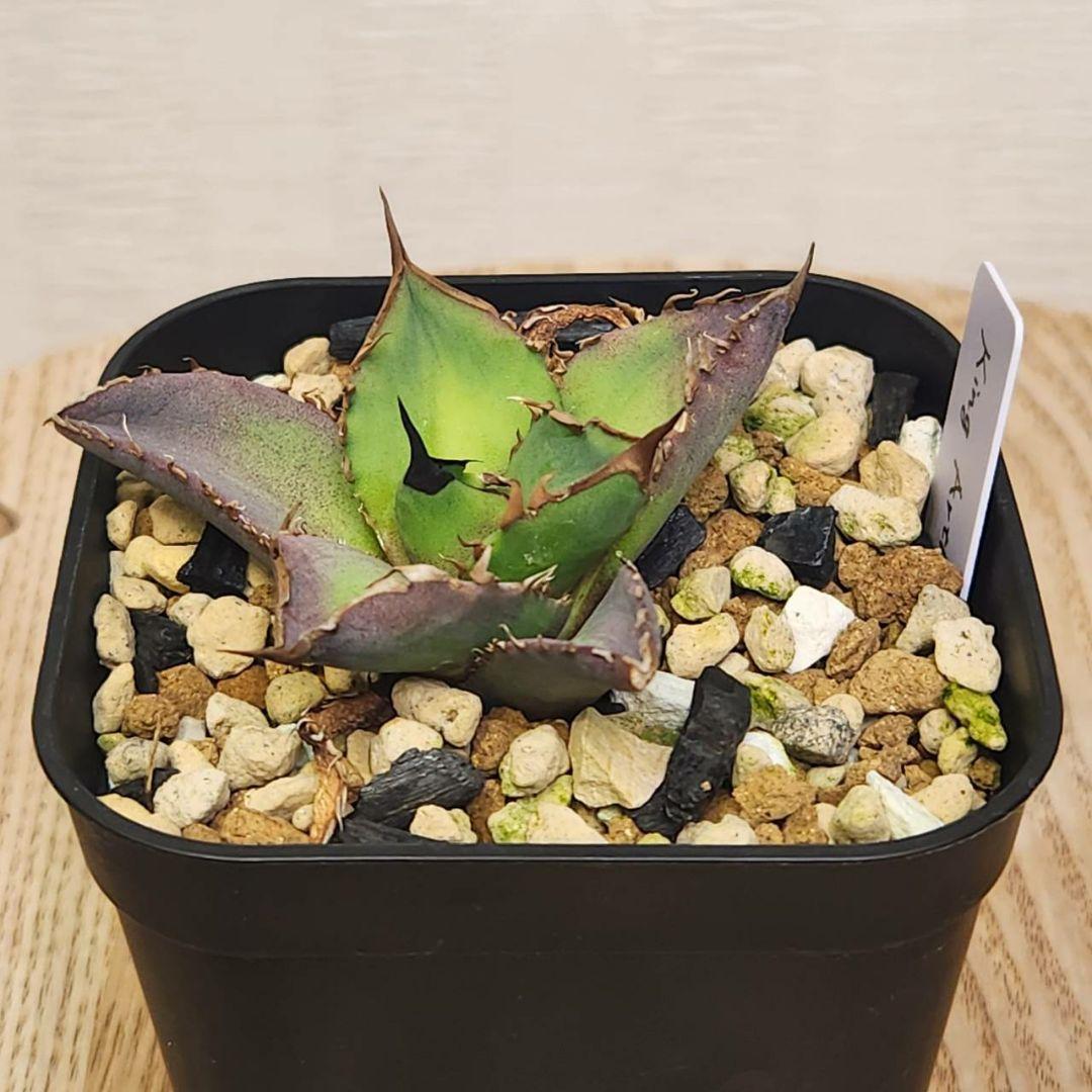 キングアーサー 毒刺産 子株 KING ARTHUR アガベ チタノタ