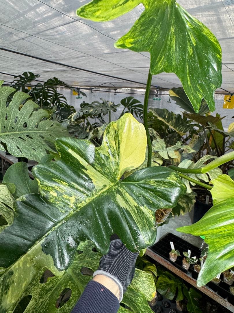 N5 フィロデンドロン　キティナ　健康カット苗