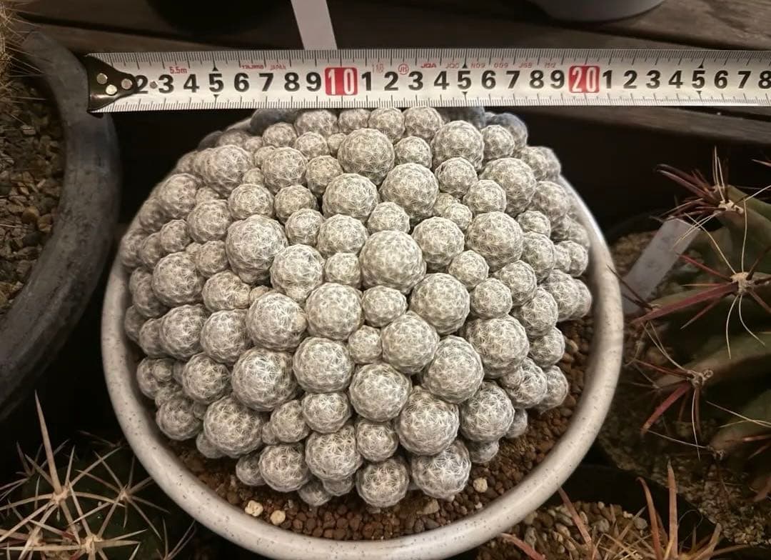 サボテン　姫春星　マミラリア　群生　30年もの