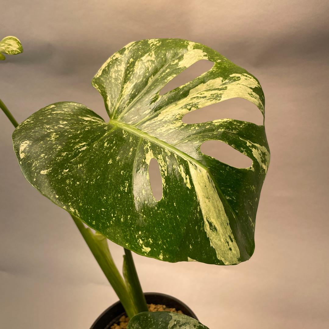 h*）様 L024ホワイトモンスター 天津蘭 モンステラ斑入り