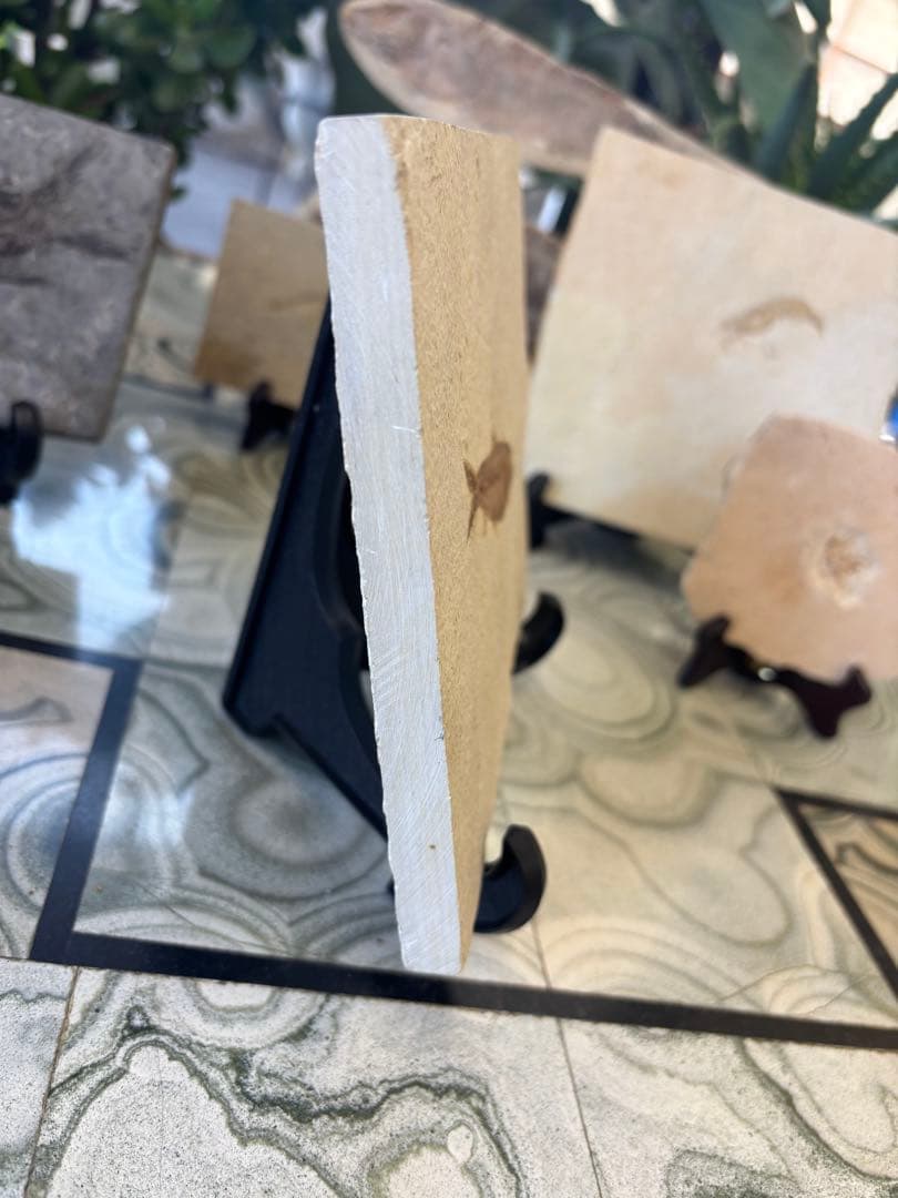 台付　ナイティア　魚　始新世　アメリカ　ワイオミング州化石　鉱石　希少