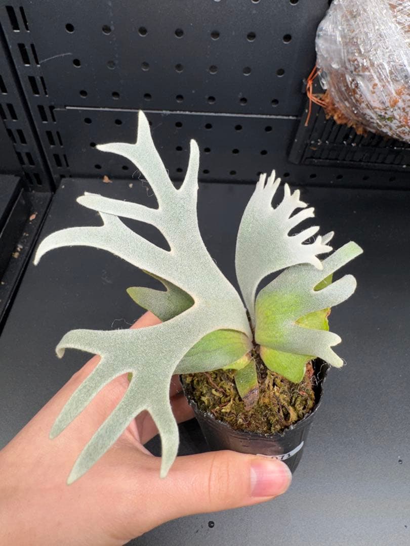 【平凡之鹿】ビカクシダ YMDS Totoro HHRナーセリータグ付け#071