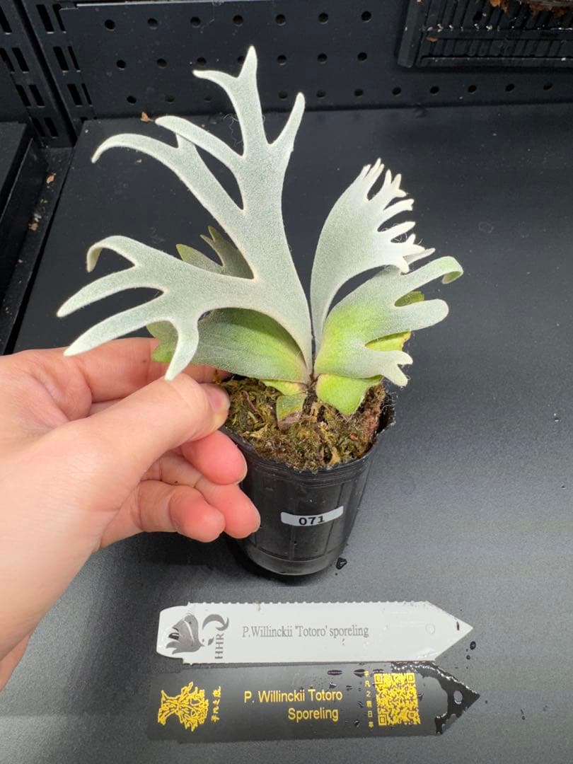 【平凡之鹿】ビカクシダ YMDS Totoro HHRナーセリータグ付け#071