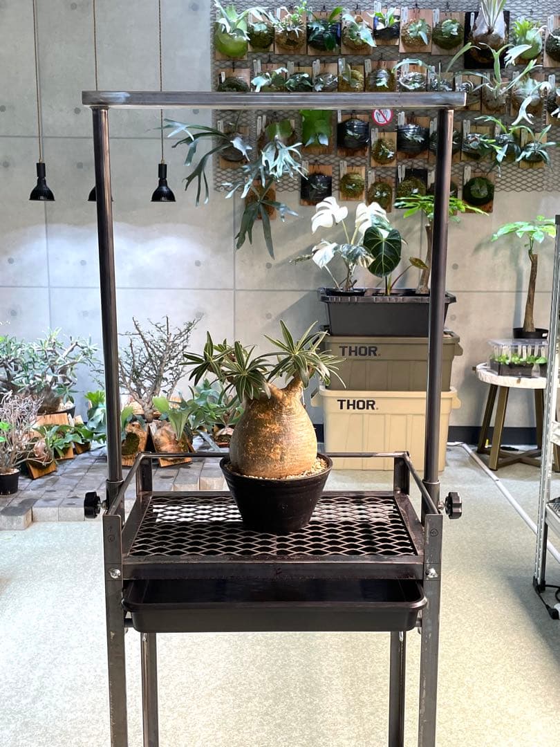 現物1台のみ　塗装前完成品　アイアン植物棚　ダクトレール、給水トレー付