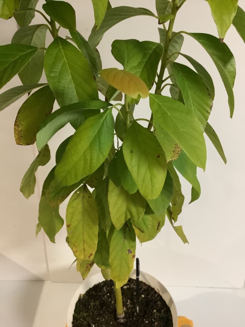 アボカド大株苗【現品】