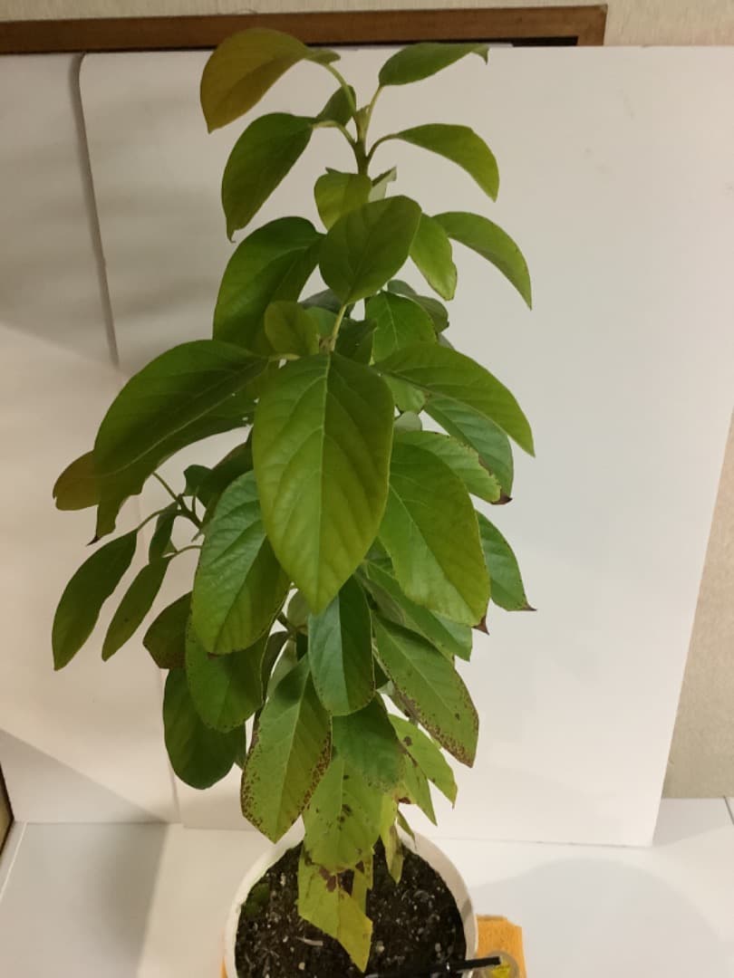 アボカド大株苗【現品】