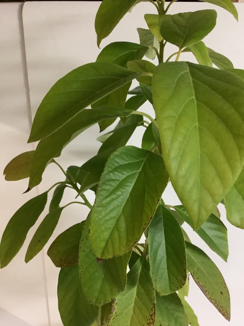 アボカド大株苗【現品】