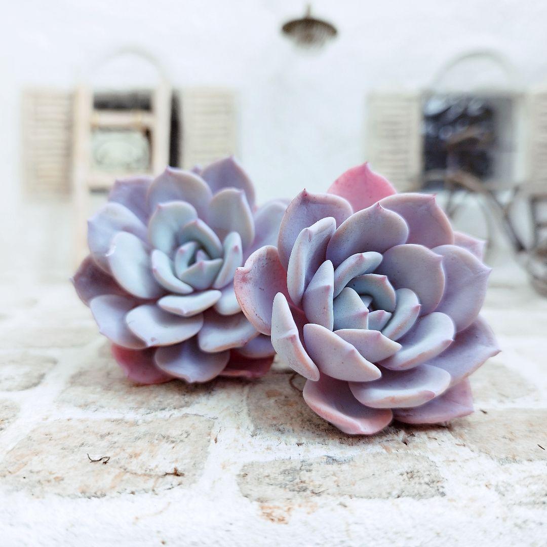 アイスパープル◎多肉植物 カット苗 韓国苗 エケベリア等
