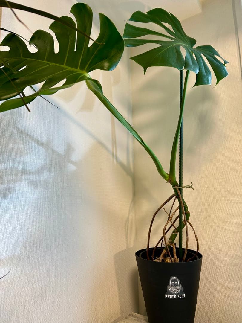 【引取特価】【美形】破格！幹立モンステラデリシオーサ　約110cm 7号鉢