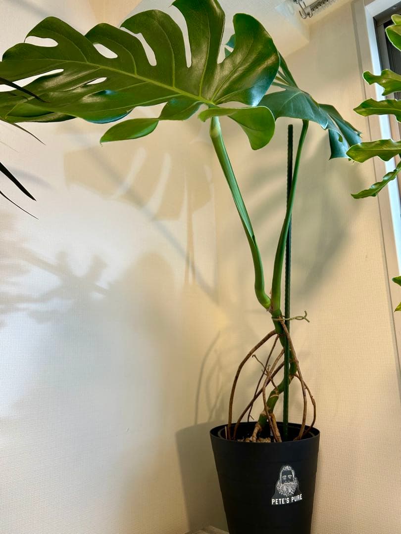 【引取特価】【美形】破格！幹立モンステラデリシオーサ　約110cm 7号鉢
