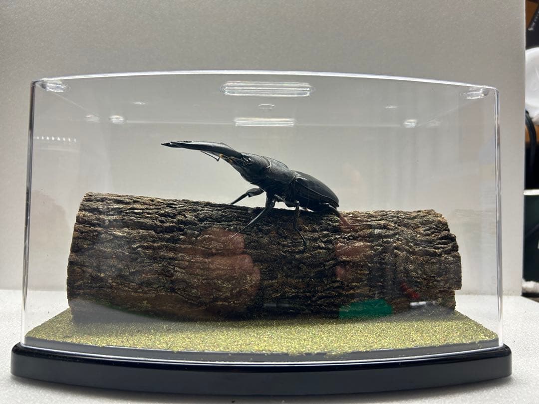 タ*カ様 LIVE標本　パラワンオオヒラタ　109.2mm 超特大