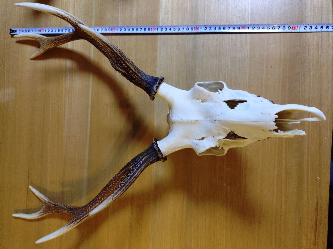 日本鹿の頭　狩猟トロフィー　縦 約73cm×横約43cm