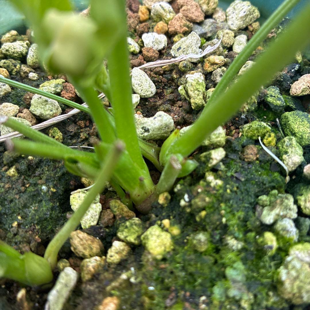 専用⭐︎　クリスマスローズ　難あり　イエローグラデーション　５寸