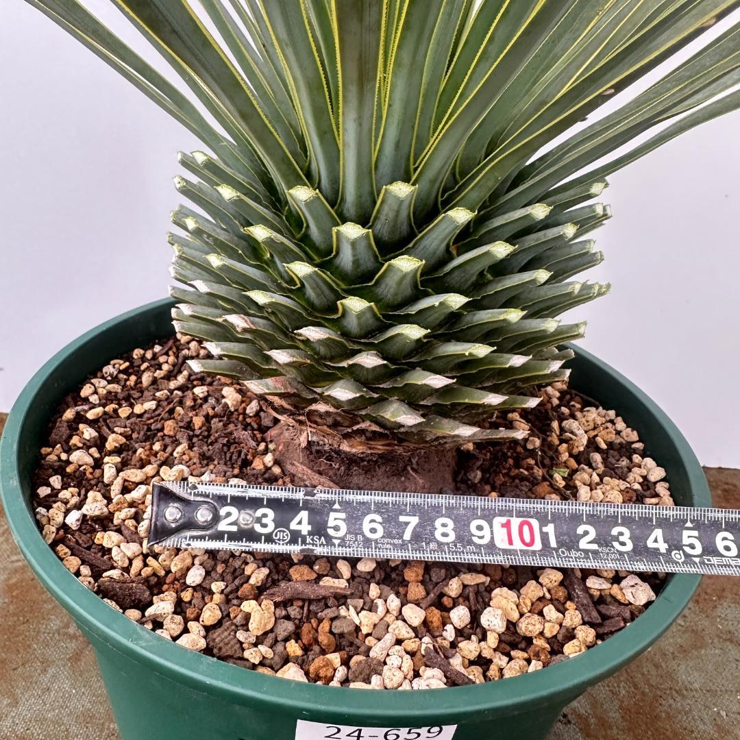 ユッカ　ロストラータ【24-659】シルバーブルー