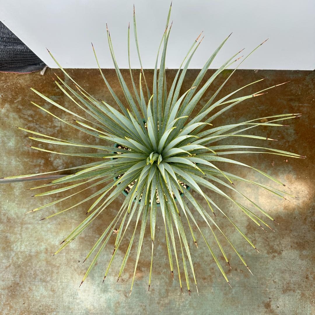 ユッカ　ロストラータ【24-659】シルバーブルー