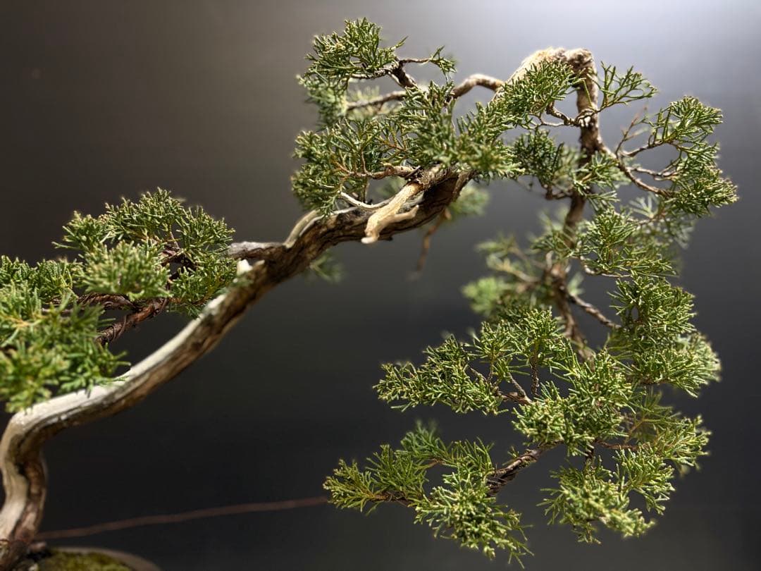 m*k様 [サービスオークション盆栽]真柏