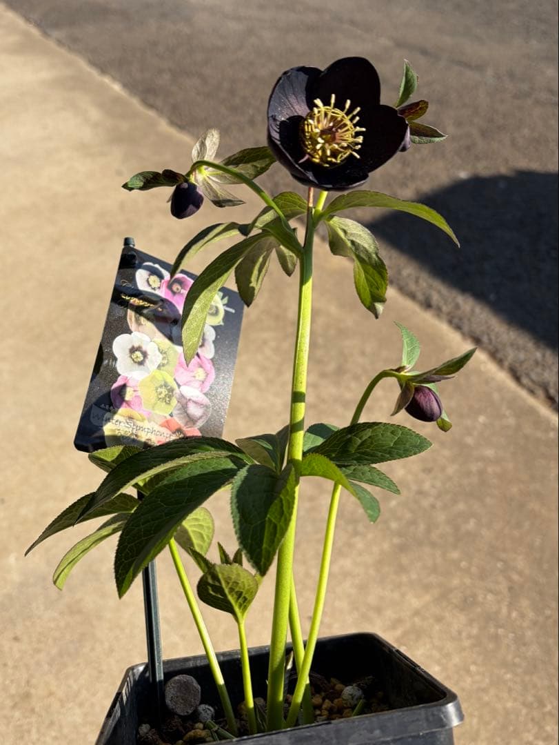 クリスマスローズ　開花株　sdブラックグリーンリップ