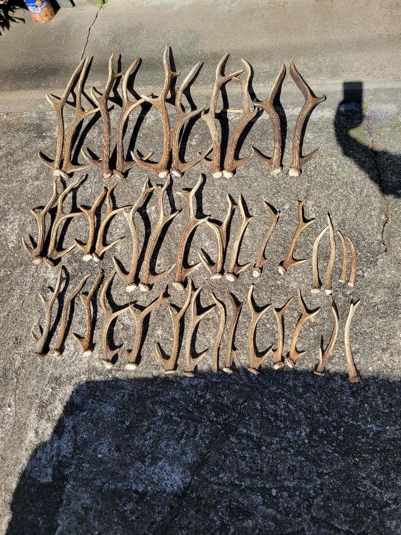 兵庫県★北部産★鹿の 天然角29本★まとめ売り★