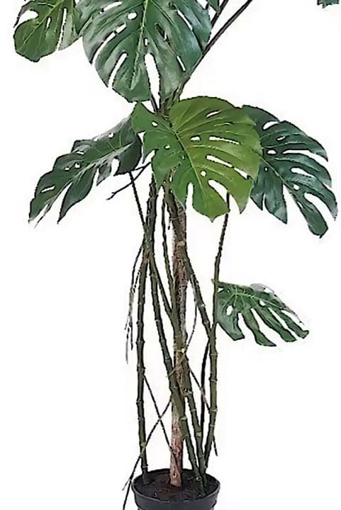 光触媒　人工観葉植物　ウォールグリーン　フェイクグリーン　モンステラ175