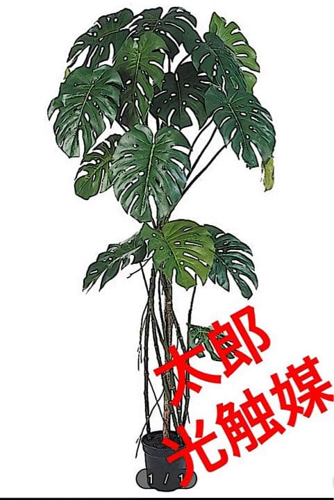 光触媒　人工観葉植物　ウォールグリーン　フェイクグリーン　モンステラ175