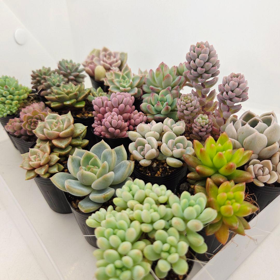 ㊸全15苗 つぶつぶ屋さん 萌牡丹❣️あられ❣️姫花火❣️発根済ネコポス込