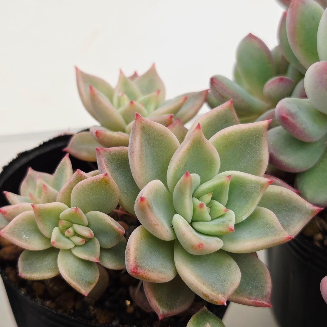 ㊸全15苗 つぶつぶ屋さん 萌牡丹❣️あられ❣️姫花火❣️発根済ネコポス込