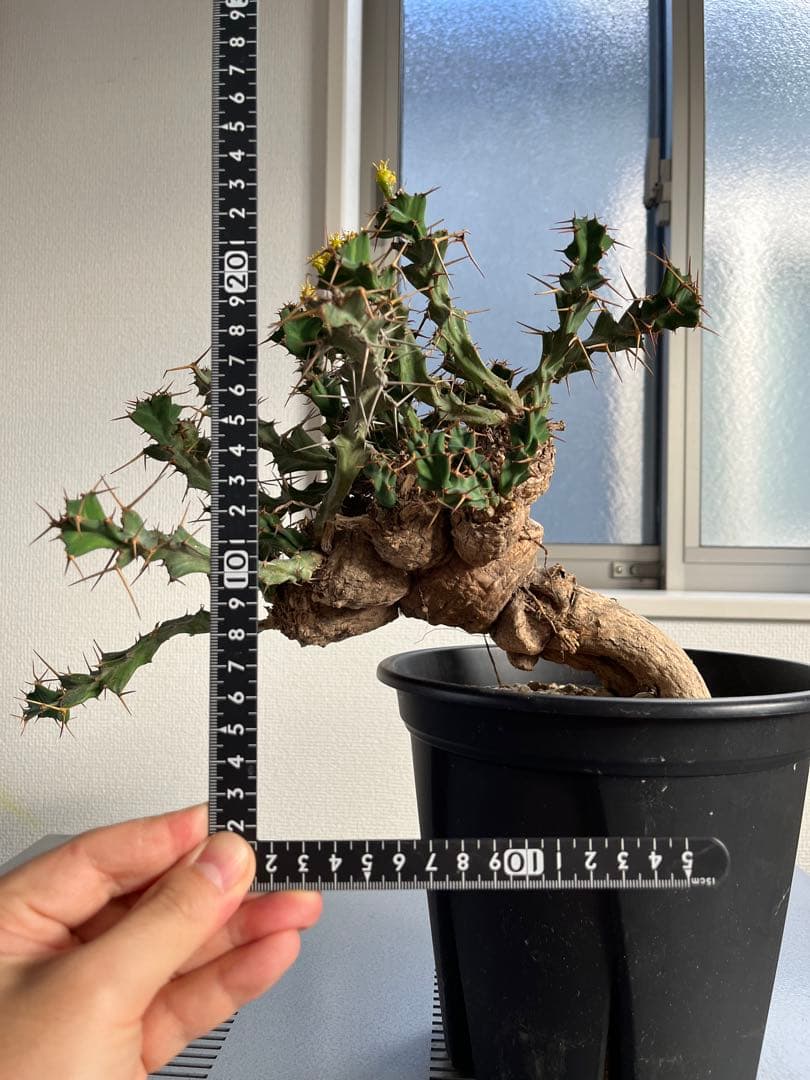 bon25　ユーフォルビア クラビゲラ 現地球 発根済