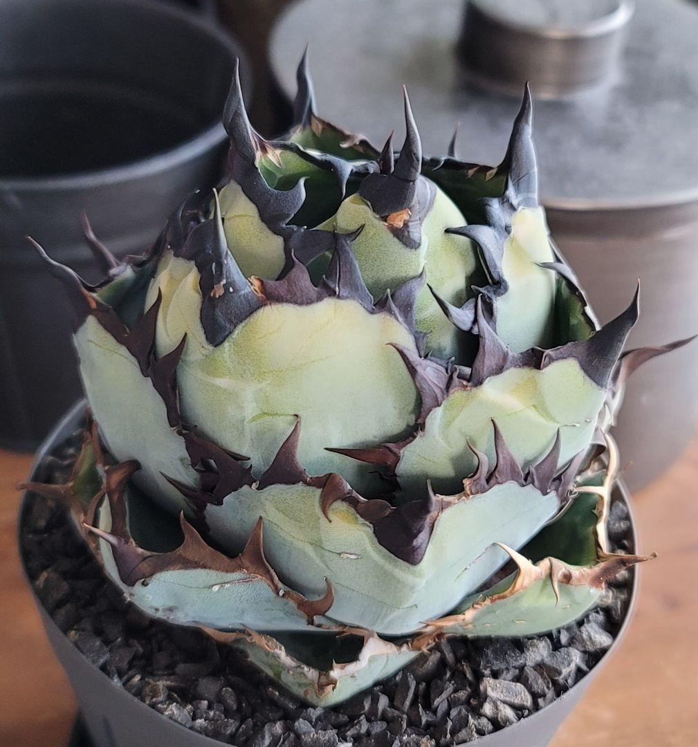 【龍皆歡さま専用】ブラック&ブルー　BB 　標本株