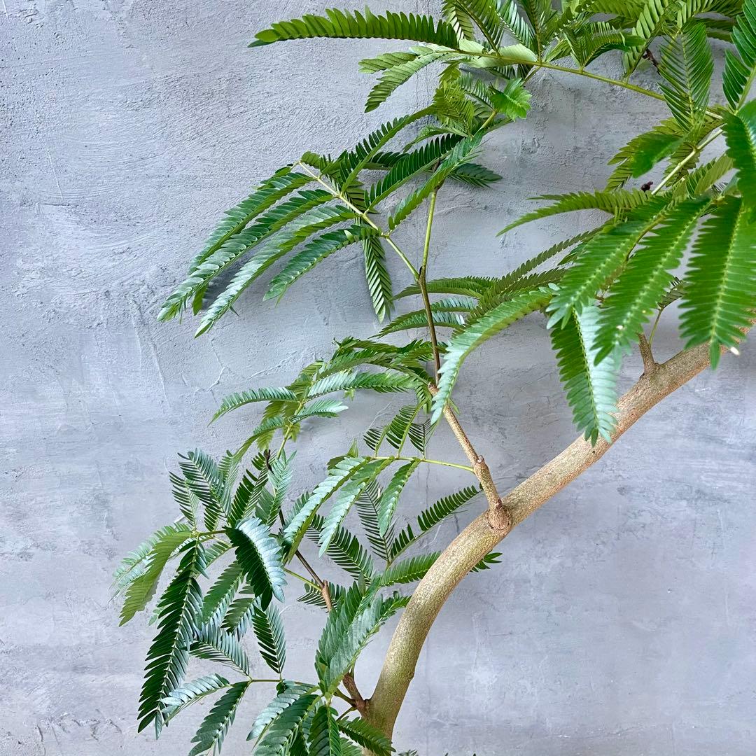 美形　大型　エバーフレッシュ　S字仕立て　天然苔　バルーン陶器鉢　植え込み発送