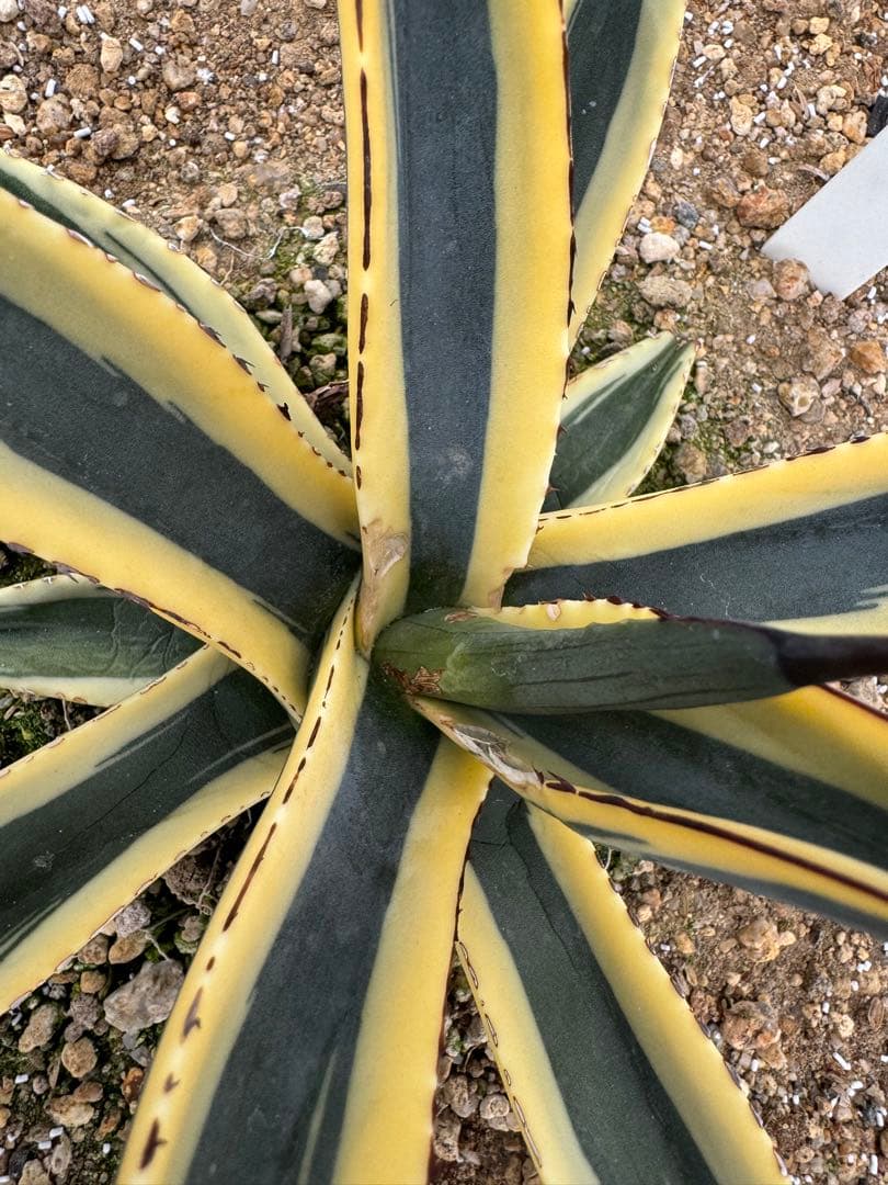 フラワー・ガーデニング Agave Sharkskin Great White Shark 81