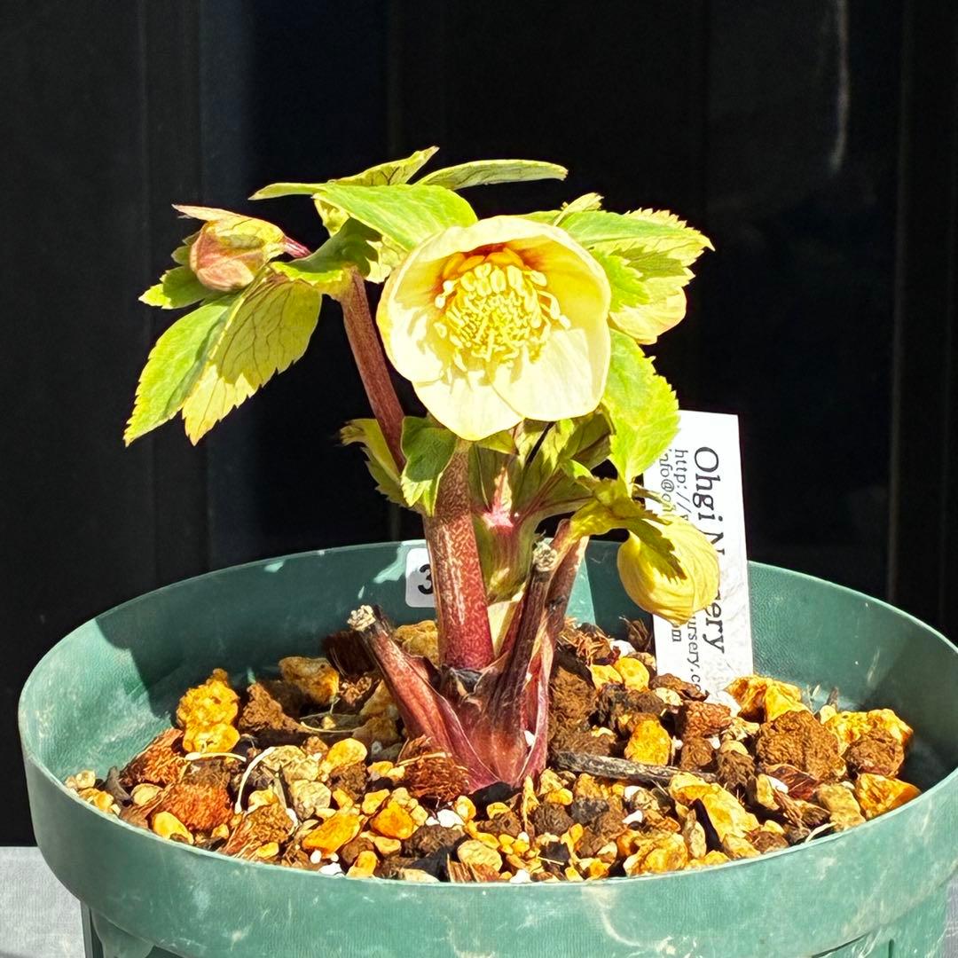 ま*か様 588☘️蕾花タグ付☘️デュメxオーレア⭐️小輪⭐️レッドアイ⭐️オー