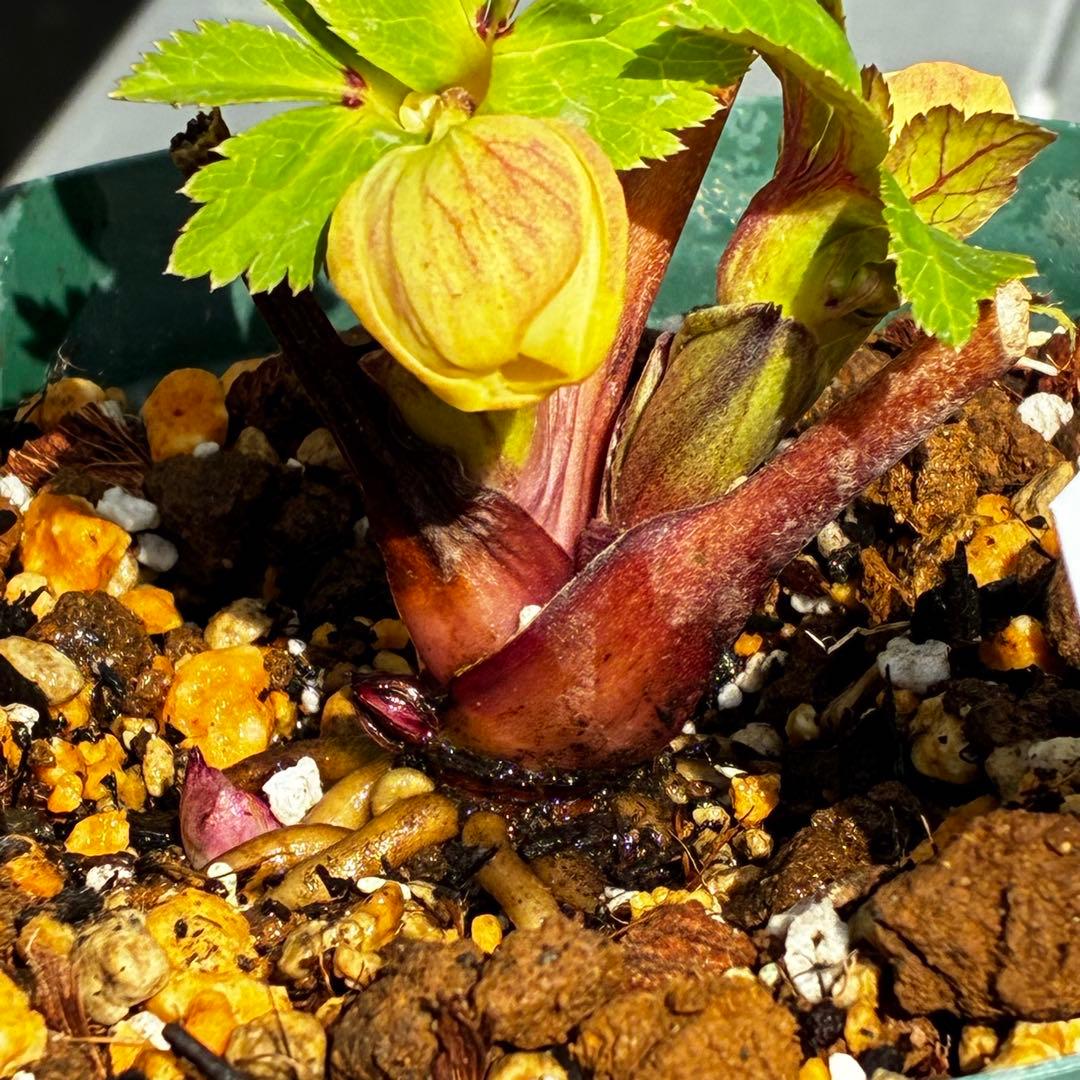 ま*か様 588☘️蕾花タグ付☘️デュメxオーレア⭐️小輪⭐️レッドアイ⭐️オー