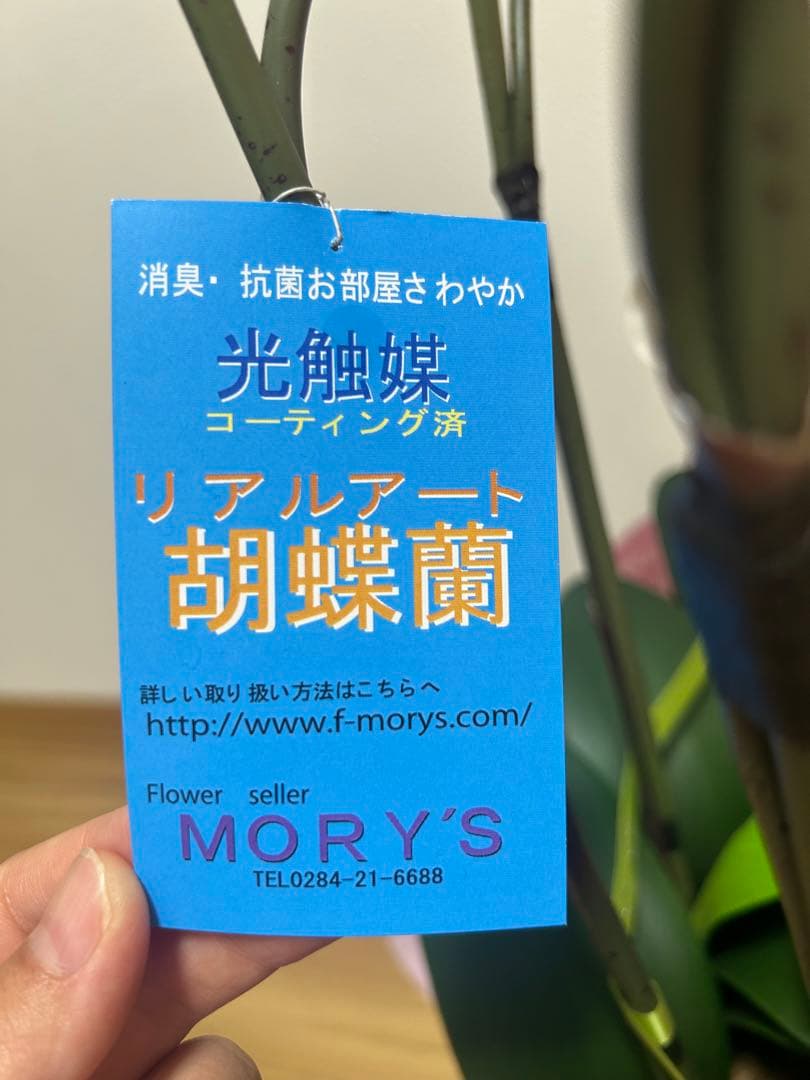 ピンク 胡蝶蘭 スタンド花 リボン付き