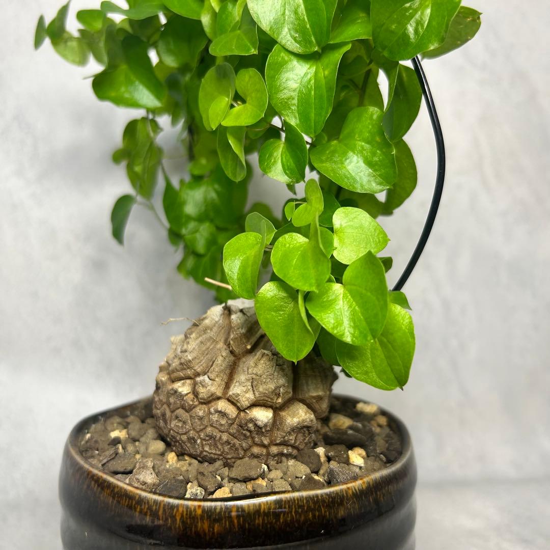 亀甲竜 (鉢入り) 5cm越え バキボコ割れ ディオスコレア　塊根植物