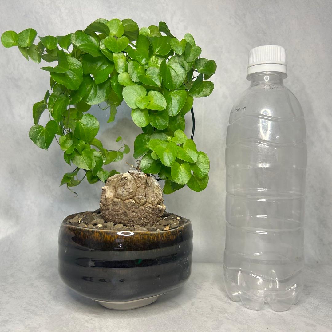 亀甲竜 (鉢入り) 5cm越え バキボコ割れ ディオスコレア　塊根植物