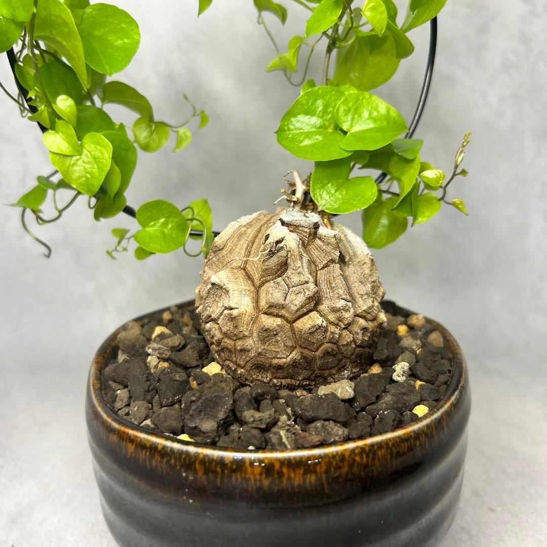 亀甲竜 (鉢入り) 5cm越え バキボコ割れ ディオスコレア　塊根植物