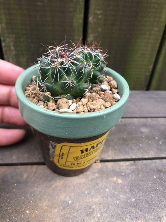 サボテン メラレウカ♪抜き苗