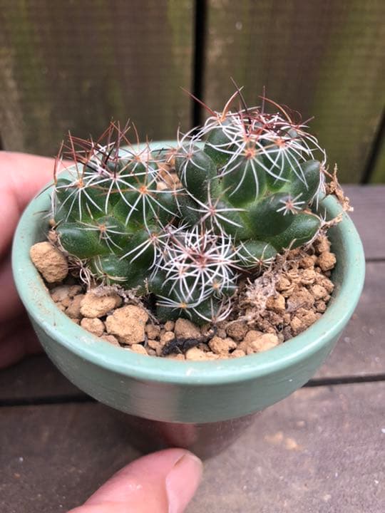 サボテン メラレウカ♪抜き苗