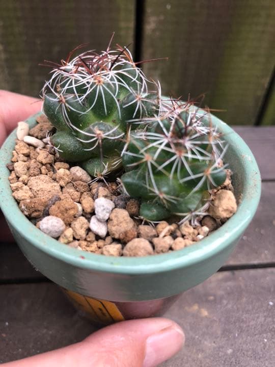 サボテン メラレウカ♪抜き苗