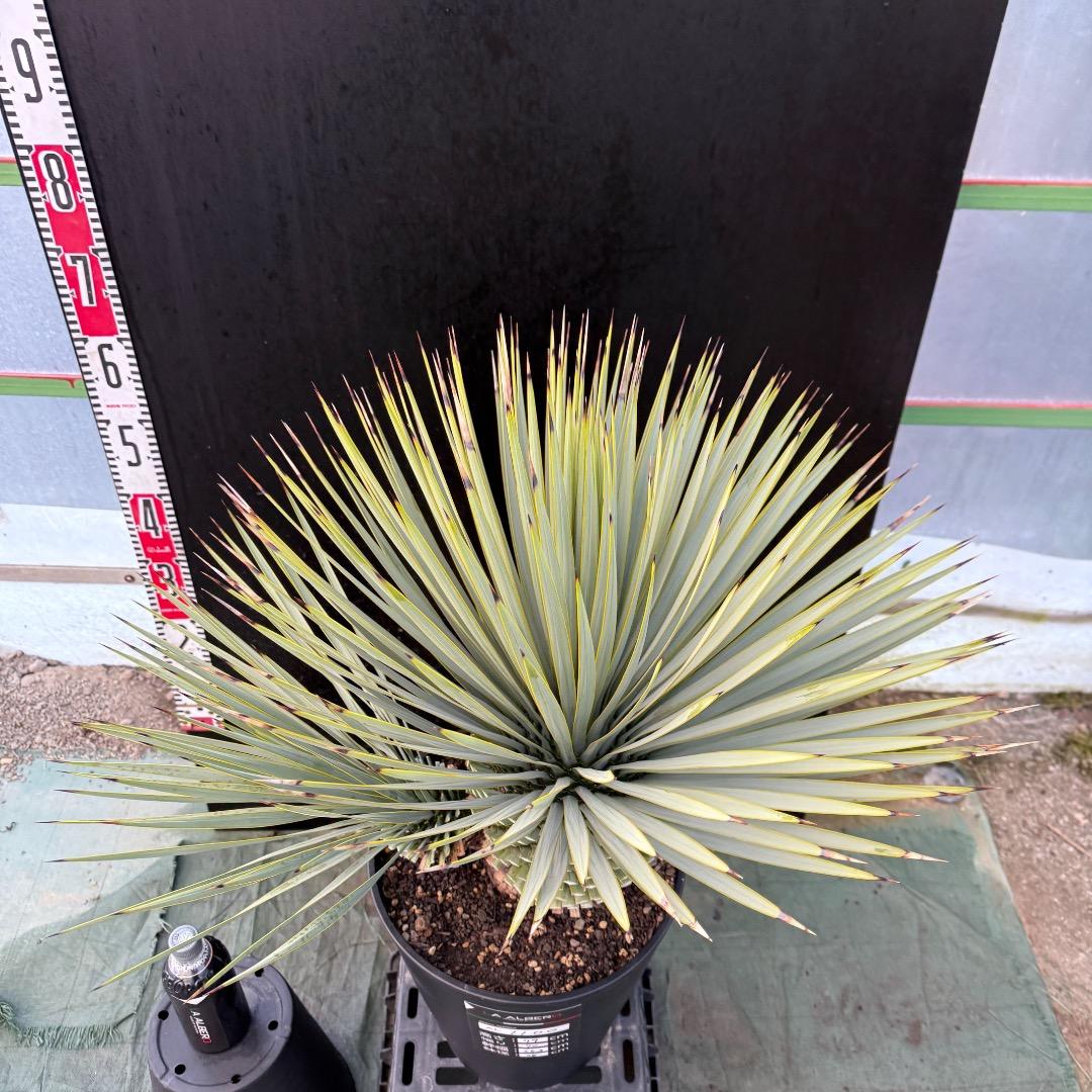 タ*グ様 【AL1100】ユッカ　ロストラータ　希少ダブルヘッド