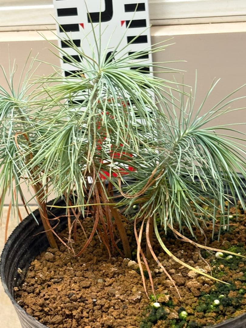 マルチネスピニョンマツ　6株