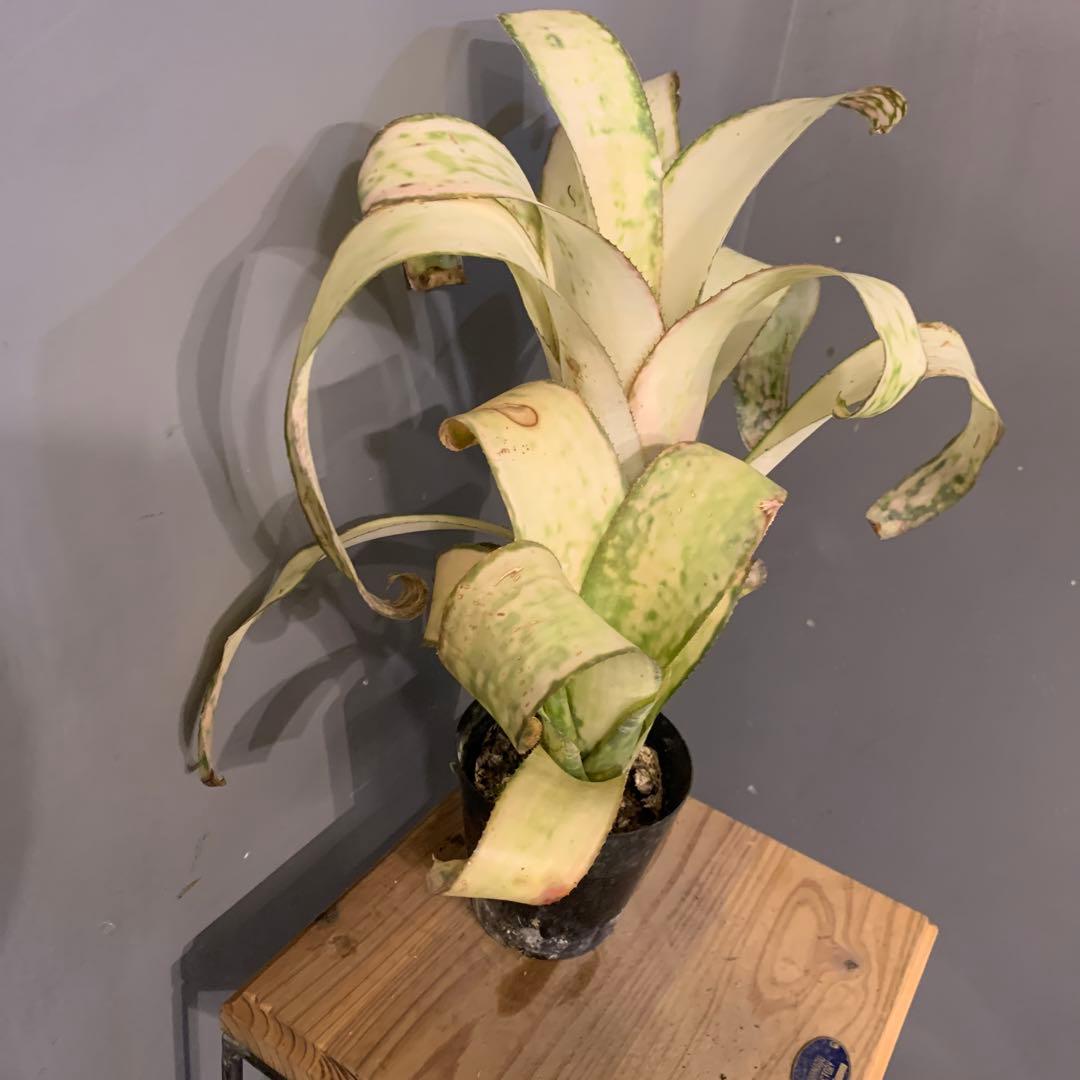 ビルベルギア ストロベリー 子株付き 1