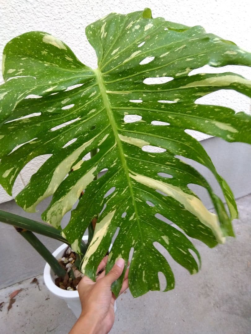 モンステラ　デリシオーサ　タイコンステレーション　斑入り　７号鉢つき　超大葉❗③