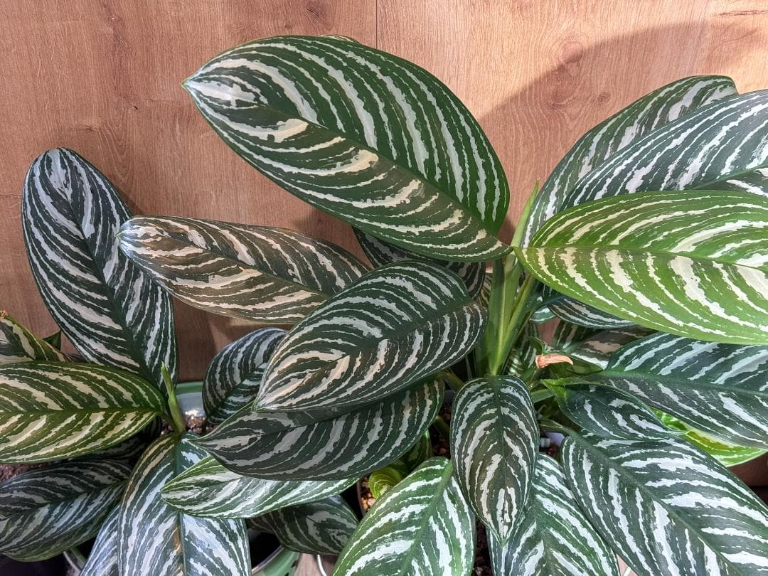 アグラオネマ 二ティドゥーム カーティシー 管理番号0055