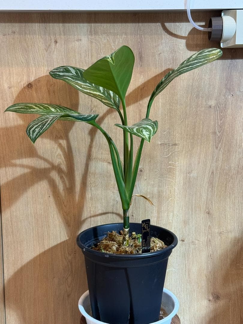 アグラオネマ 二ティドゥーム カーティシー 管理番号0055