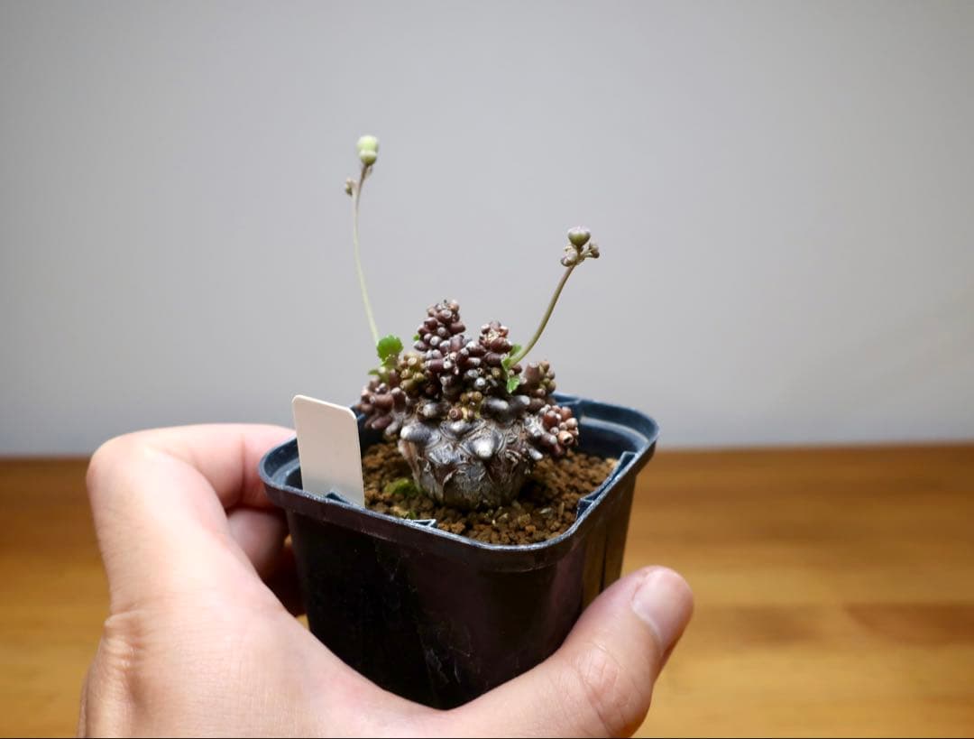 コレクション 現地株 オトンナ アルミアナ 管理5年目②