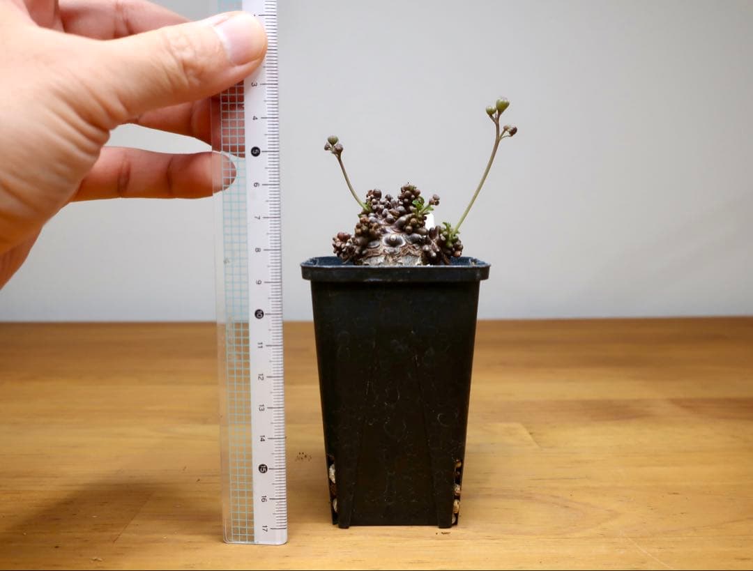 コレクション 現地株 オトンナ アルミアナ 管理5年目②