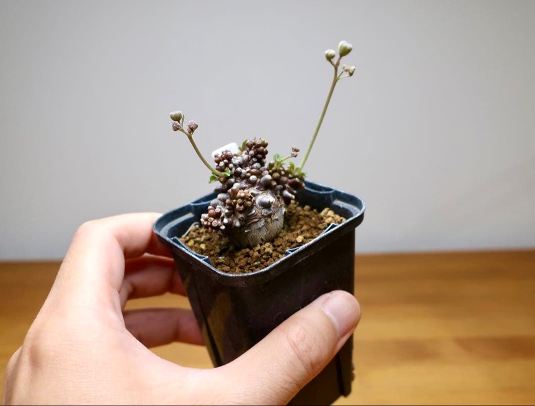 コレクション 現地株 オトンナ アルミアナ 管理5年目②