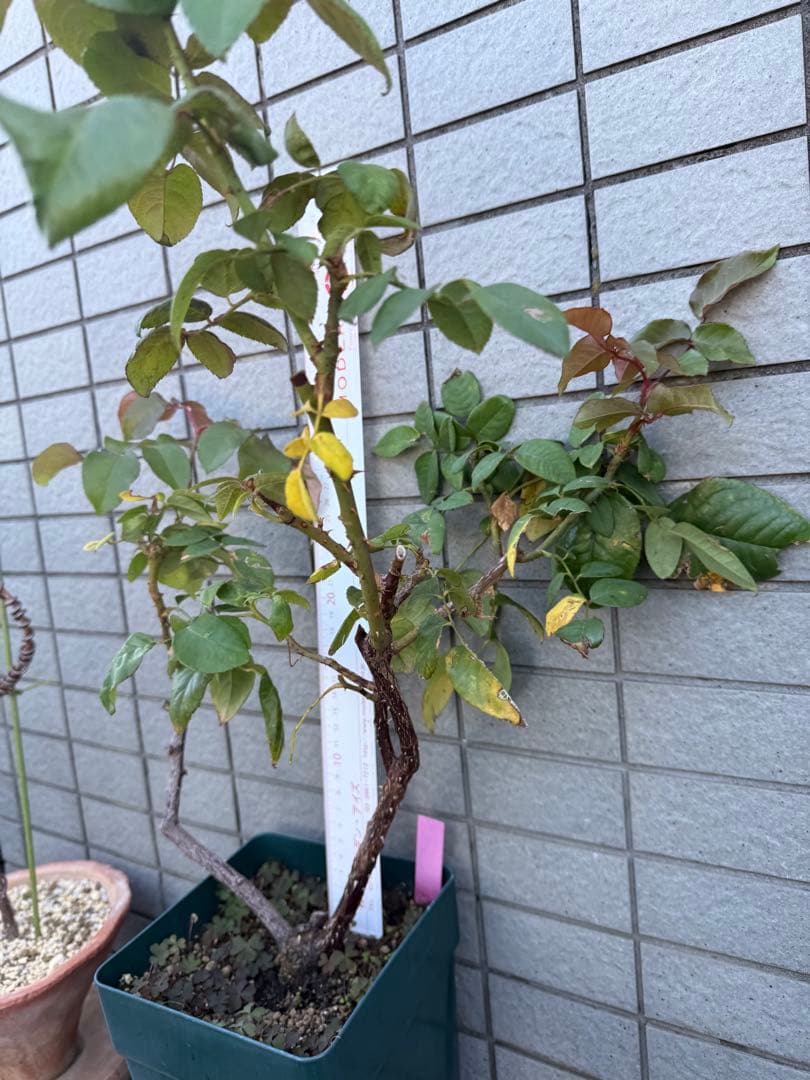 カッコイイ薔薇