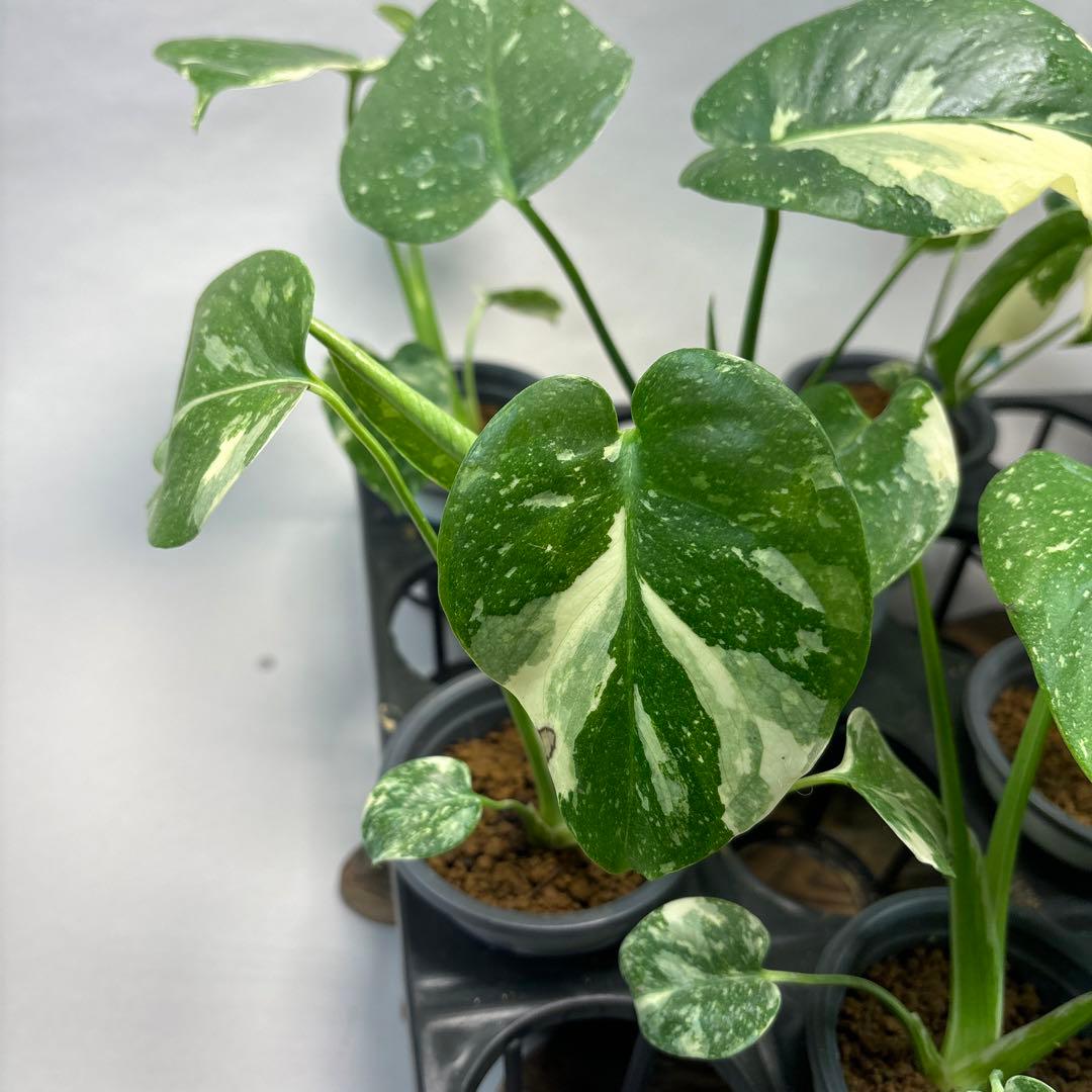 K*様 10株セットms05【特別選抜】モンステラ・タイコンステレーション 斑入